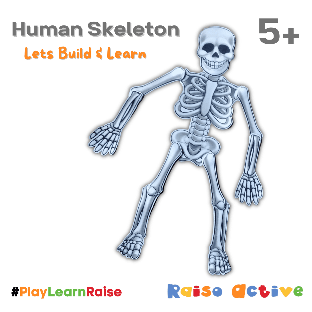 Human Skeleton For Kids - Thumbnail