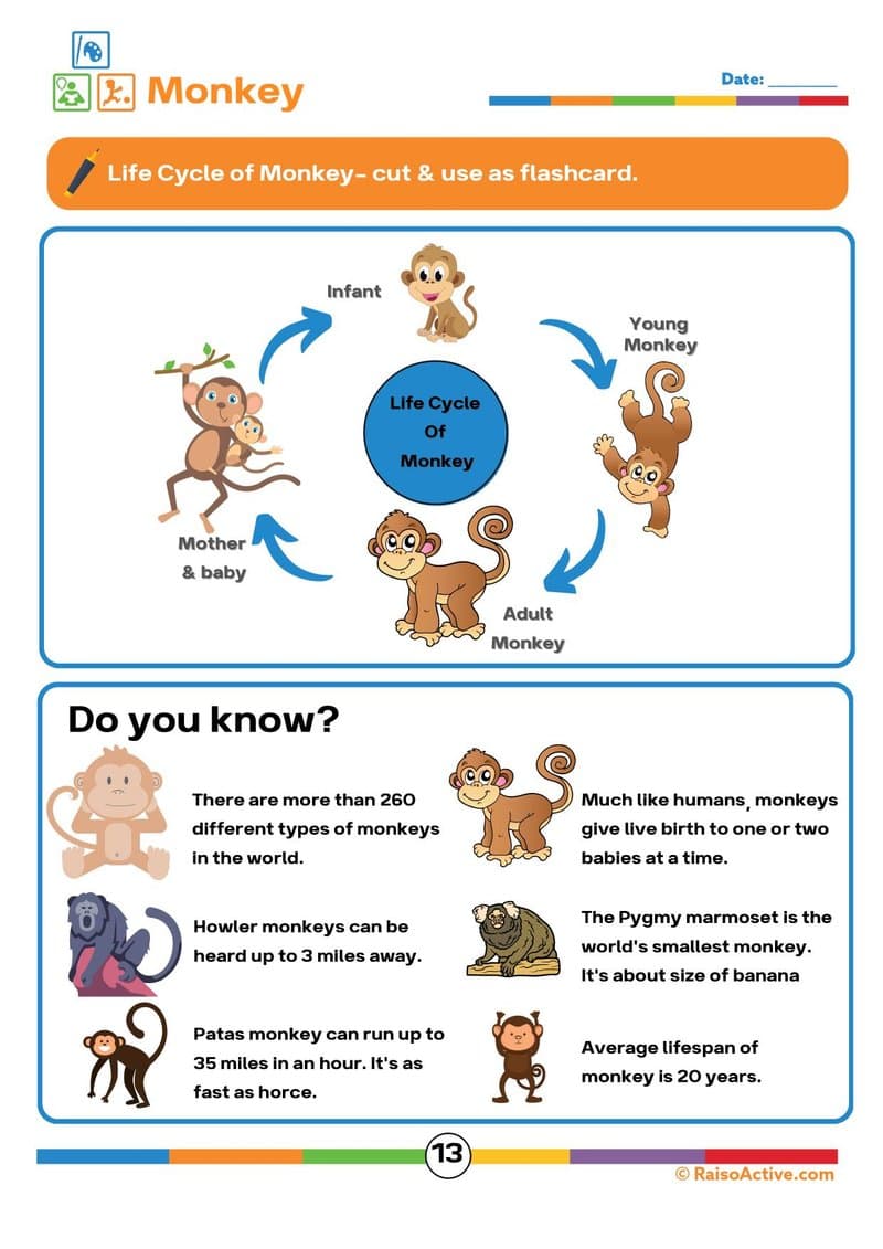 15 Animal & Plant Lifecycles Activity Book for Kids | Science & Sequencing Ages 4-8 - Page 14