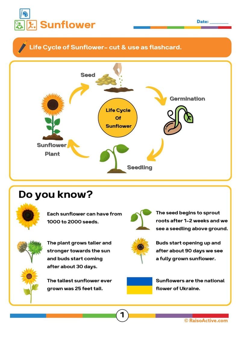 15 Animal & Plant Lifecycles Activity Book for Kids | Science & Sequencing Ages 4-8 - Page 2