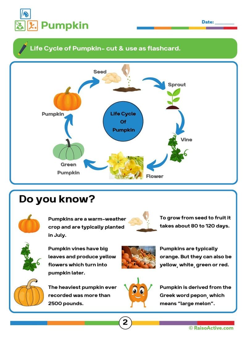 15 Animal & Plant Lifecycles Activity Book for Kids | Science & Sequencing Ages 4-8 - Page 3