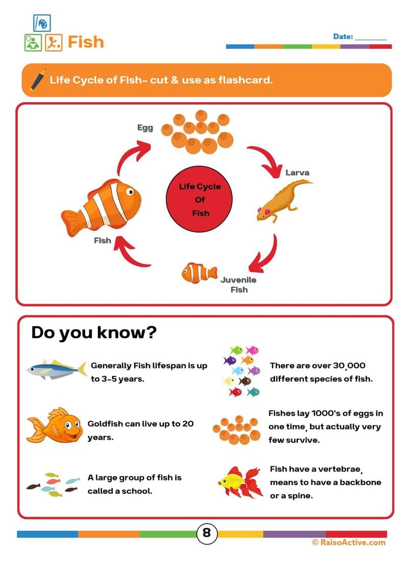 15 Animal & Plant Lifecycles Activity Book for Kids | Science & Sequencing Ages 4-8 - Page 9